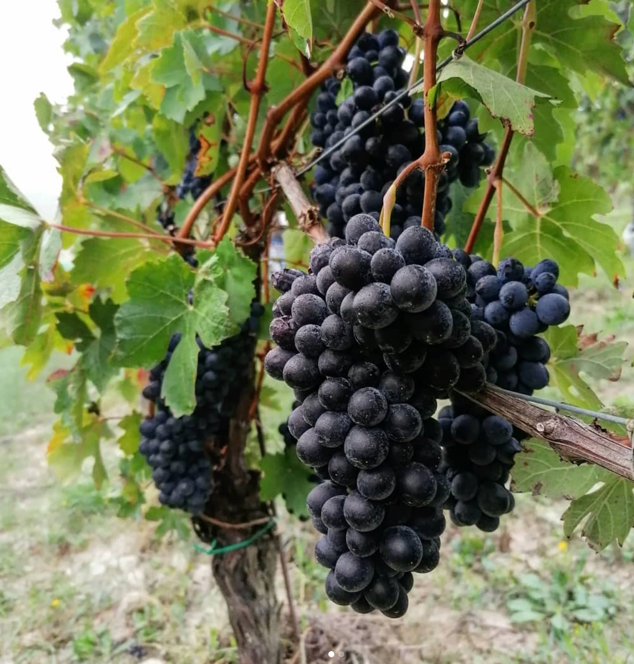 Revello Grapes