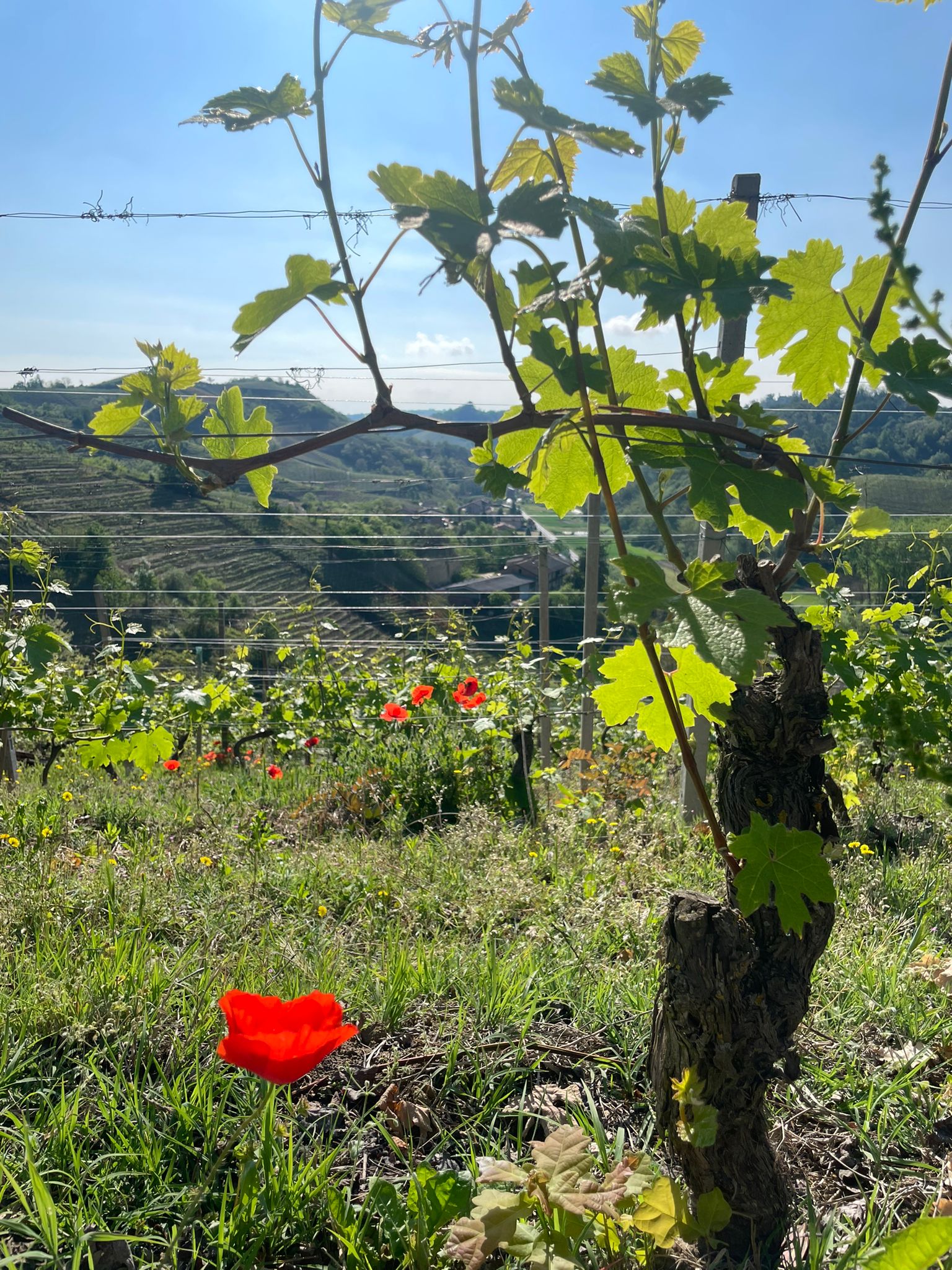 Stefano Occhetti Vine in Roero Sanche cru