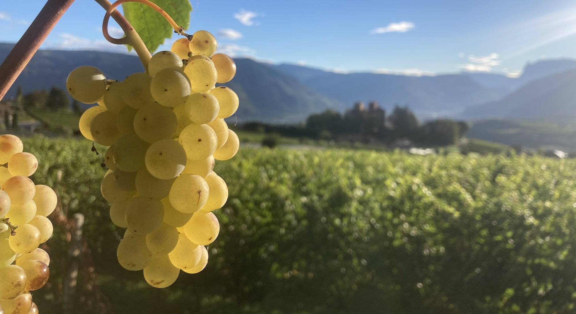 artisan wine producers