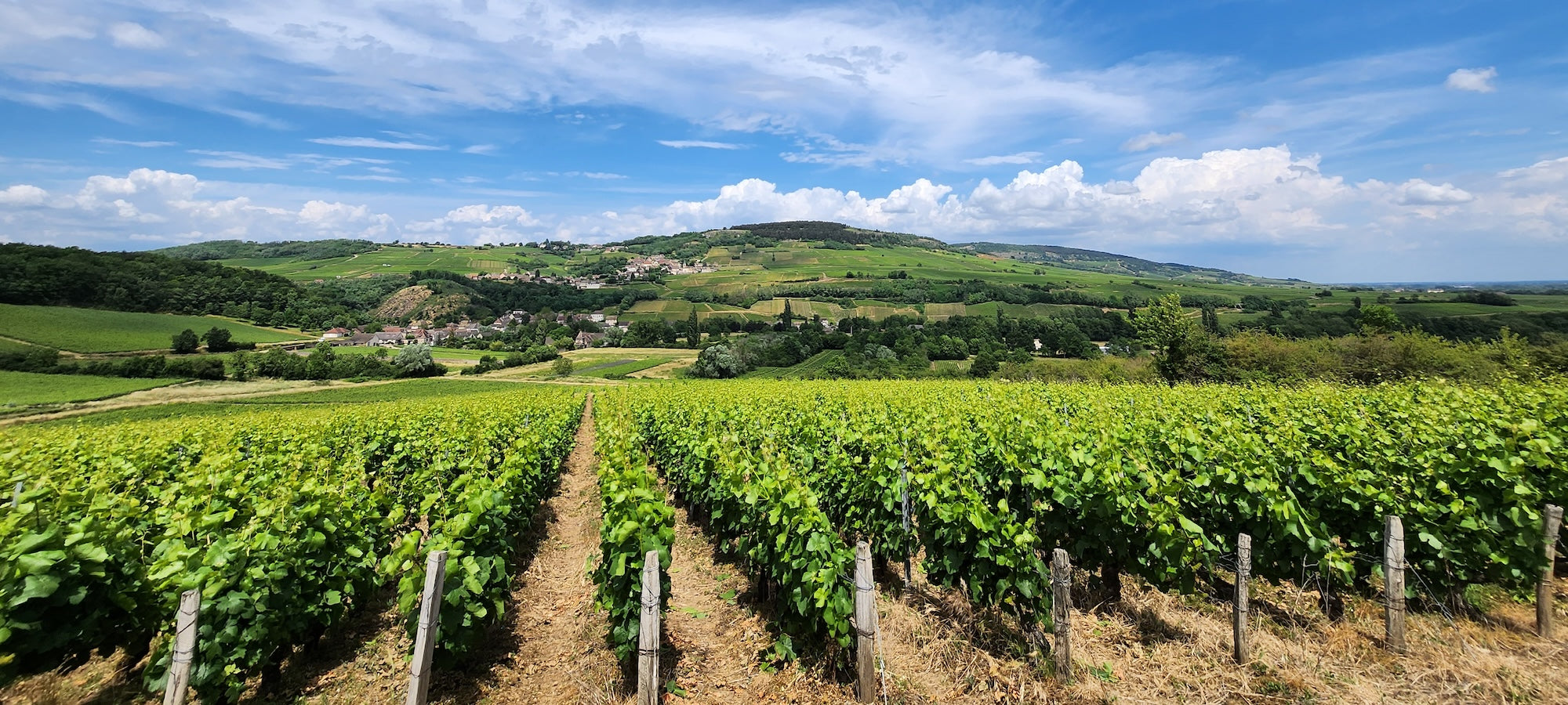 artisinal wine importer uk