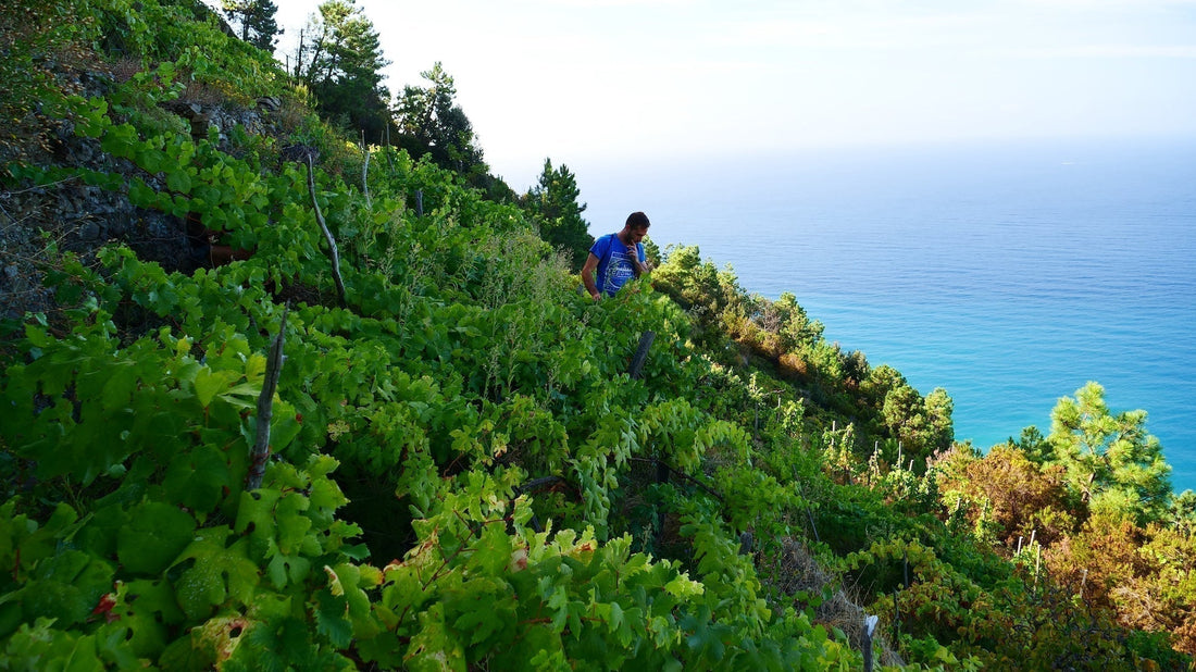 Terenzuola Vigne Basse: A Thrilling Coastal White