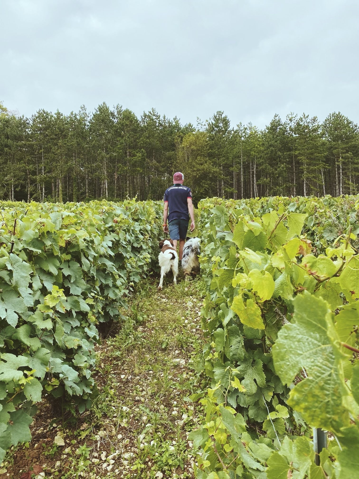 Clergeot vines and dogs