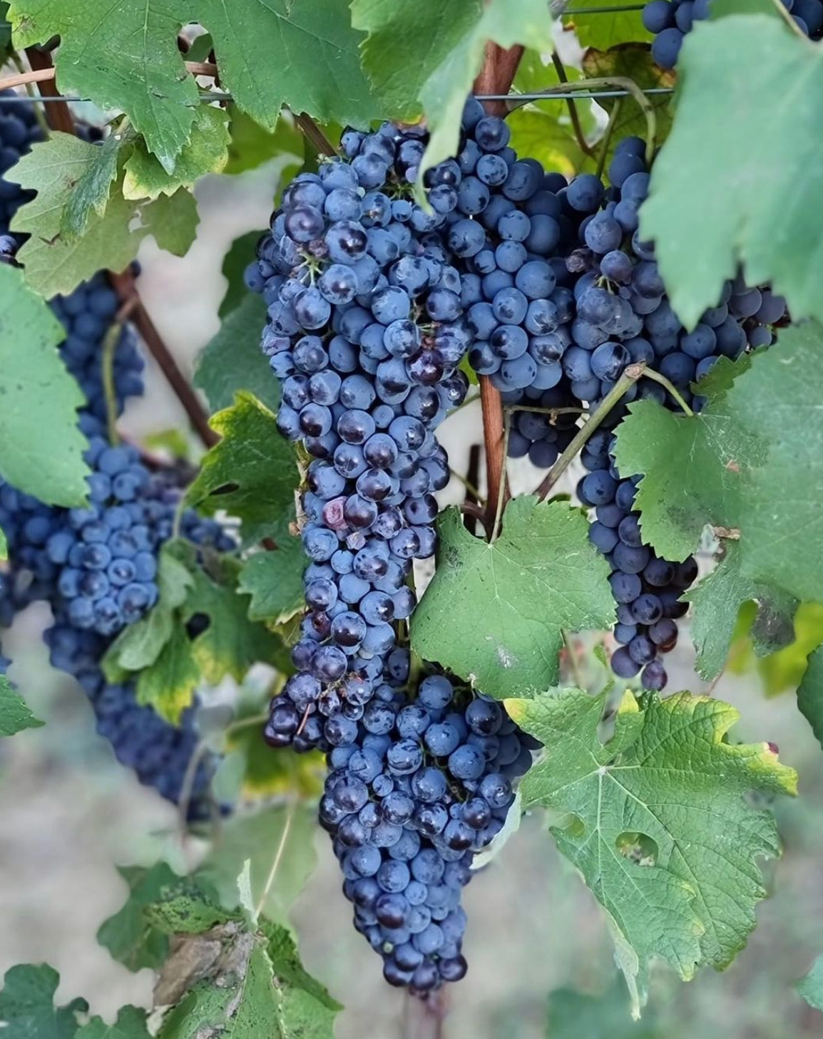 Gheddo grapes