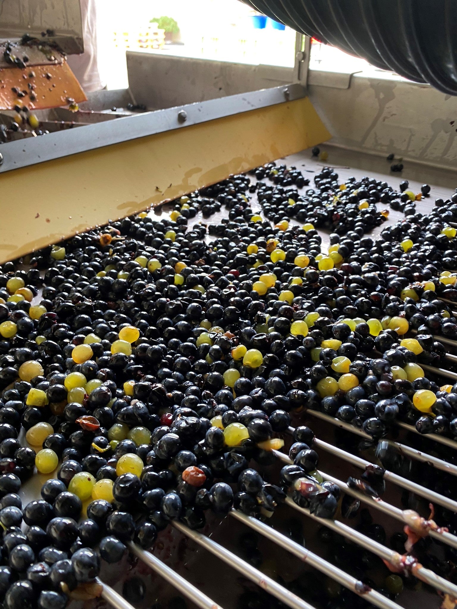lafoy pressoire during harvest