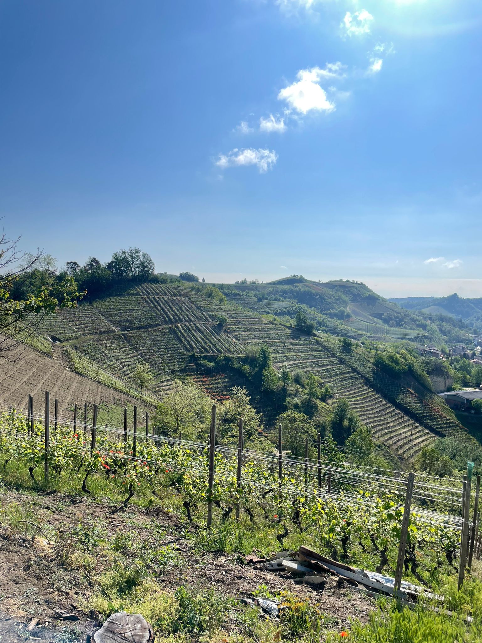 The Vineyards of Stefano Occhetti