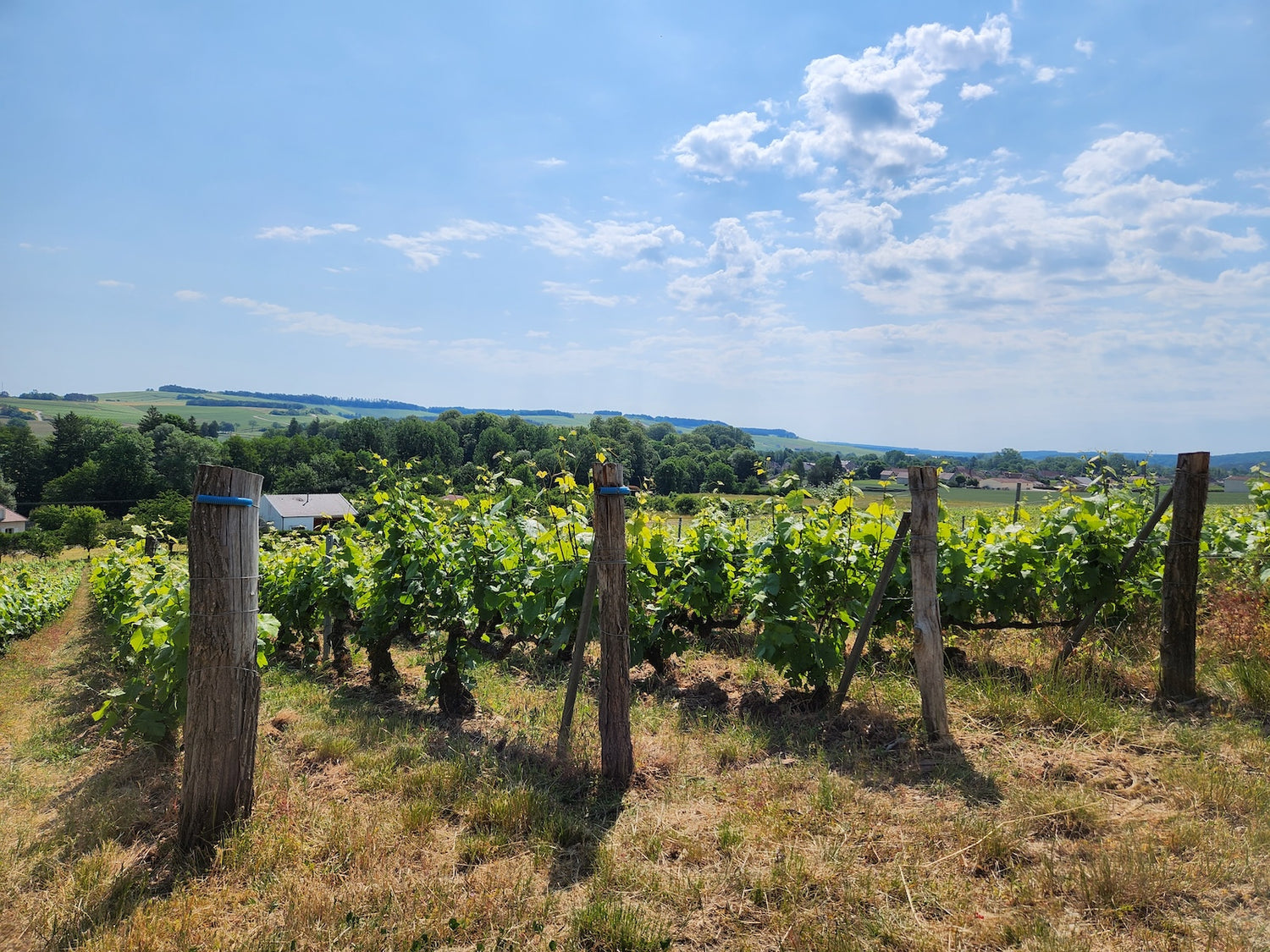 clergeot vineyard