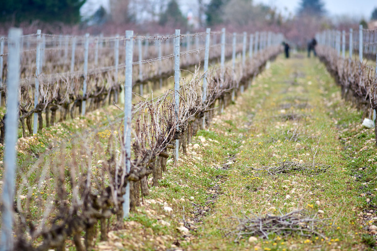 The vineyards of Domaine Yann Chave